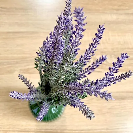 Levendula Vendeghaz Bük