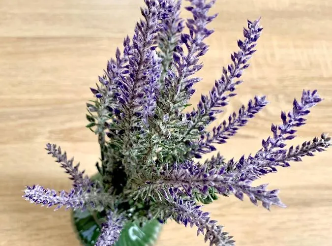 Levendula Vendeghaz Bük